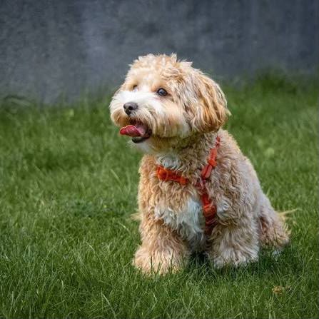 Maltipoo angle 6